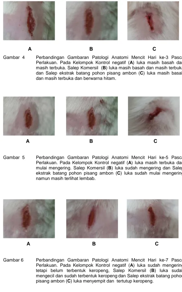 Gambar  4   Perbandingan  Gambaran  Patologi  Anatomi  Mencit  Hari  ke-3  Pasca     Perlakuan