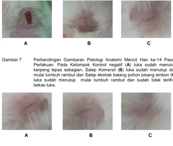 Gambar 7  Perbandingan  Gambaran  Patologi  Anatomi  Mencit  Hari  ke-14  Pasca     Perlakuan