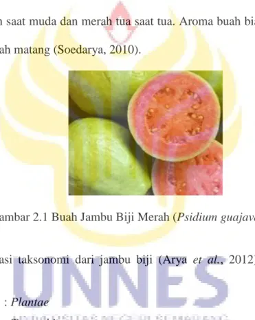 Gambar 2.1 Buah Jambu Biji Merah (Psidium guajava L.) 