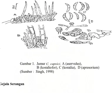 Gambar 1.  Jamur C. capsici. A (aservulus),                                                                     B (konidiofor), C (konidia),  D (apresorium) 