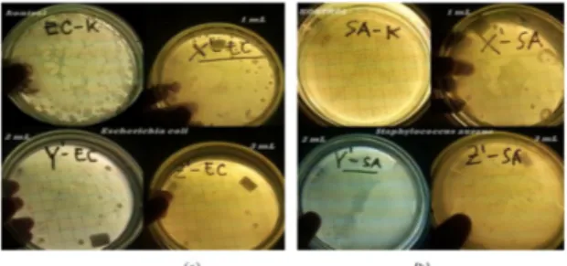 Gambar 7. Uji kuantitatif kemampuan anti- anti-bakteri campuran AgNp-PVAc pada anti-bakteri (a) Eschericia coli dan (b) Staphylococcus aureus