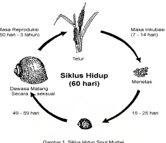 Gambar 1. Siklus Hidup Siput Murbei http://www.applesnail.net/pestalert/management_guide/pest_ 