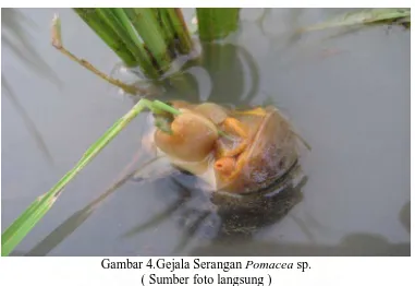 Gambar 4.Gejala Serangan Pomacea sp. ( Sumber foto langsung ) 