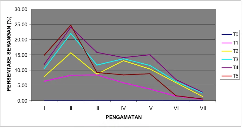 Gambar 5. Grafik persentase serangan Pomacea sp pada tanaman padi           (Oryza sativa)  