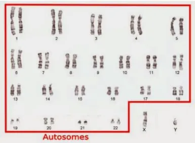 Gambar 1. Kromosom manusia yang terdiri dari 22 pasang autosom  1 pasang gonosom. 14 