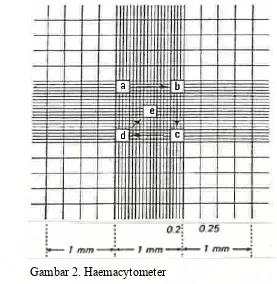 Gambar 2. Haemacytometer 