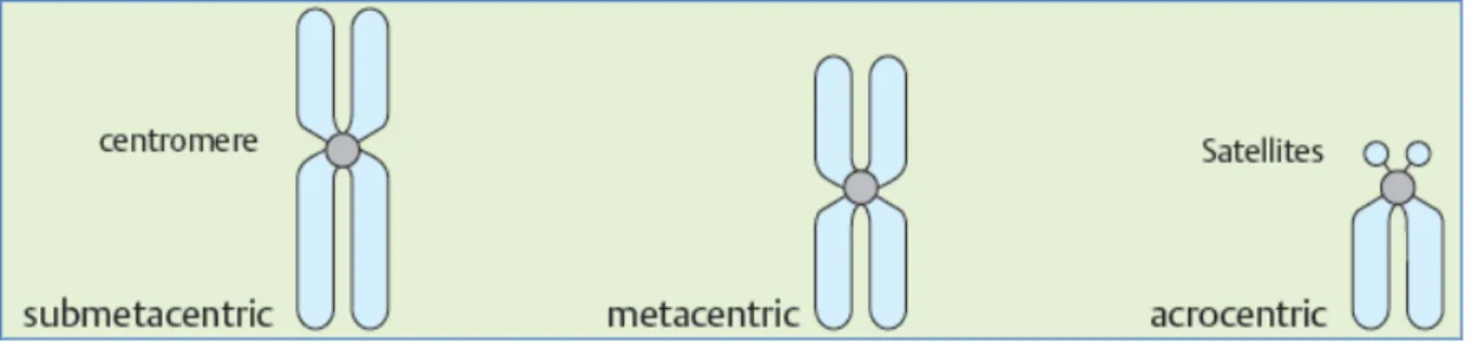 Gambar 3. Tipe Kromosom Metafase