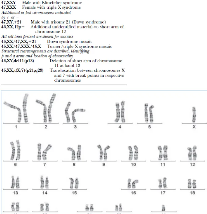 Gambar 4. Kariogram Kromosom Metafase   