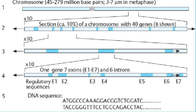 Gambar 5. Tingkat Struktur Kromosom 4