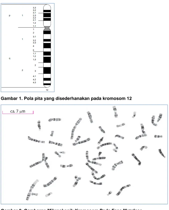 Gambar 2. Gambaran Mikroskopik Kromosom Pada Fase Metafase 