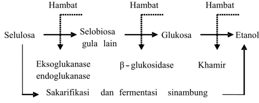 Gambar 1.   Tahapan hidrolisis selulosa oleh enzim dan sistem sakarifikasi dan  fermentasi sinambung selulosa menjadi etanol (Koesnandar, 2001)