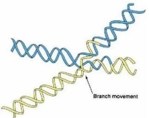 Gambar 3.5: Struktur Holliday, heteroduplex DNA tersusun atas rantai kromatid yang salah  berpasangan
