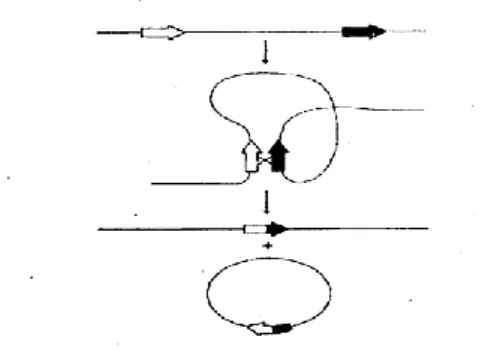 Gambar 3.8: Proses delesi dalam rantai (Sumber: Widodo, 2003). 