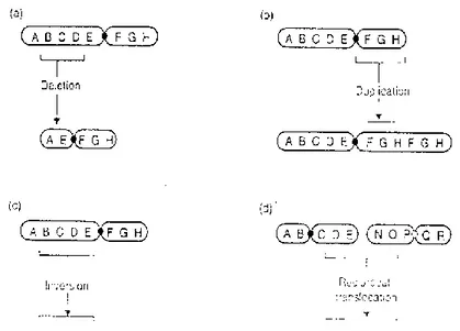 Gambar 3.1 Jenis- jenis Mutasi Kromosom (Sumber Ridley, 1996 : 27)   