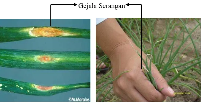 Gambar 1.Gejala serangan Alternaria porri (EII Cif). Sumber Morales (2007) dan 