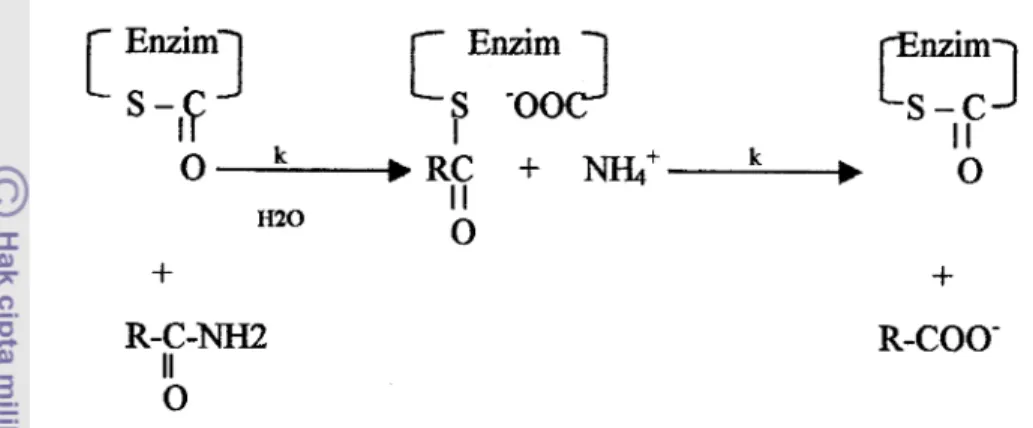 Gambar  2.  Mekanisme  reaksi  hidrolisis  yang  dikatalisis  oleh  enzim  papain  (Cunningham,  1965 dalam Muchtadi et  al.,  1992) 
