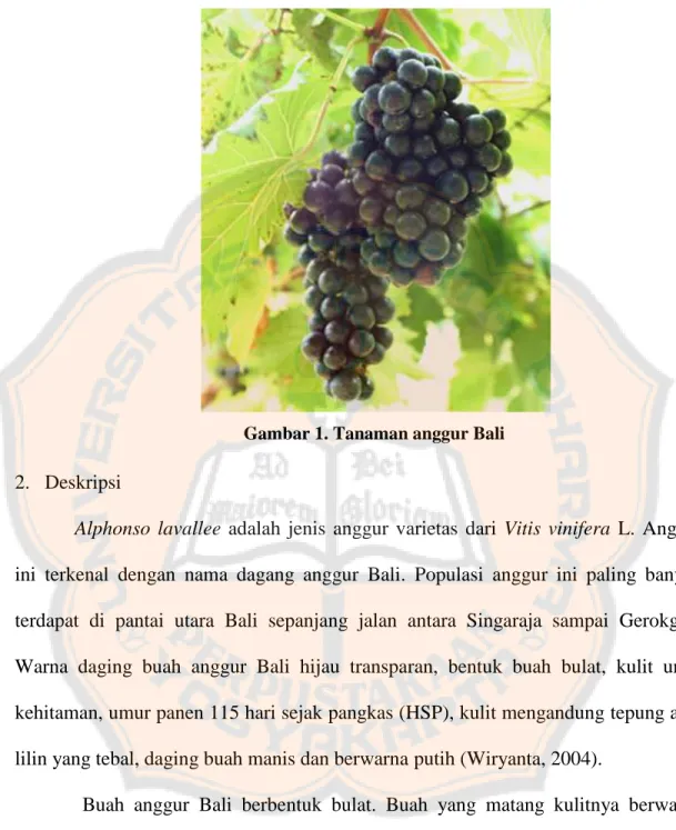 Gambar 1. Tanaman anggur Bali  2.  Deskripsi 