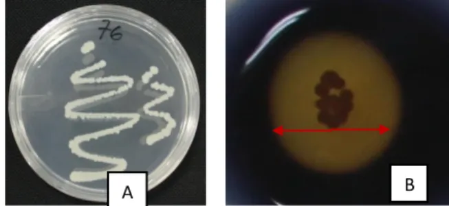 Gambar  1.  Bakteri  laut  Arthrobacter  arilaitensis  dalam media padat pati 0,5% (A), uji kualitatif  aktivitas  amilase    Arthrobacter  arilaitensis  pada  media  ASW  agar  setelah  pewarnaan  dengan  pewarna  Lugol  Iodin  (tanda  panah   menun-jukan