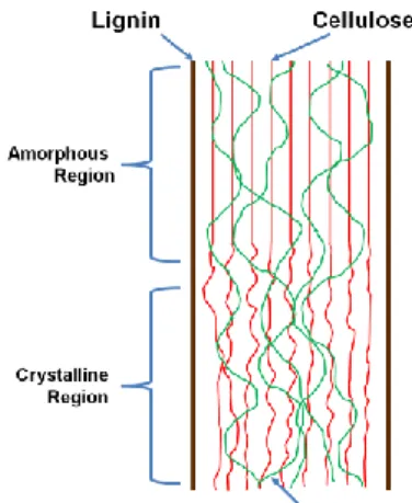 Gambar 1. Gambar skematik struktur biomassa lignoselulosa (Isroi et al. 2011). 