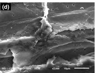 Gambar  3.  Hasil  analisa  SEM  (Scanning Electron Microscope) penampang  melintang  ampas  tebu:  (a)  sebelum  pra  perlakuan, setelah pra perlakuan dengan (b)  air, (c) NaOH, (d) Ca(OH) 2  pada suhu 121°C  Analisa  FTIR  sebelum  dan  sesudah  pra perl