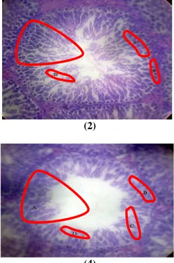 Gambar 4 (1) Spermatogenesis pada kontrol, (2) Spermatogenesis pada Uji 1, (3)  Spermatogenesis pada Uji 2, (4) Spermatogenesis pada Uji  3