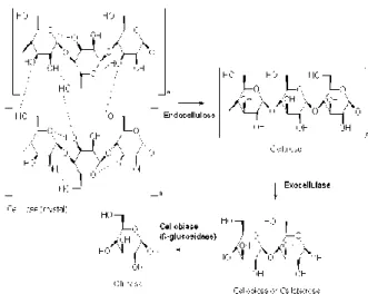 Gambar 1. Mekanisme kerja enzim selulase.