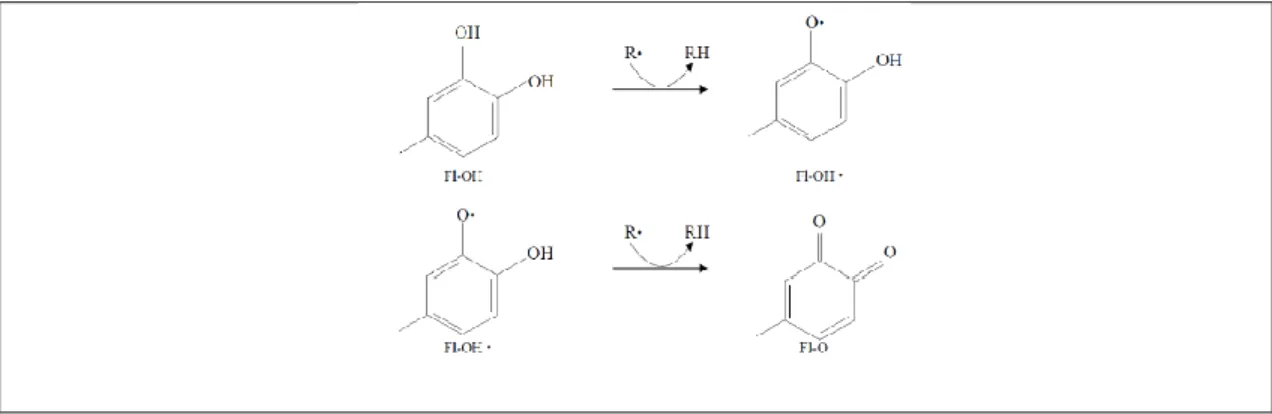 Gambar 8. Mekanisme Peredaman Radikal oleh Flavonoid 