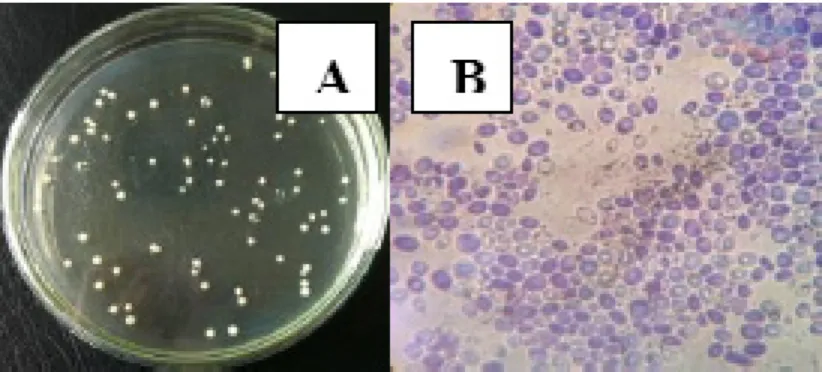 Gambar 1.  Khamir Komersial (S. cerevisiae) Secara Makroskopik (A) dan Mikroskopik (B) pada Media PDA, Umur 24 Jam  dan Suhu Inkubasi 37 0 C.