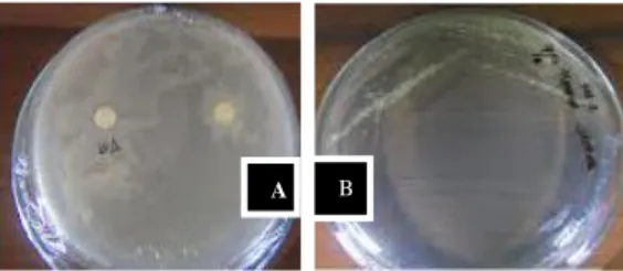 Gambar 1. Pertumbuhan bakteri penghasil asam sitrat dari buah alpukat pada media Prescott yang   diisolasi dengan (A) metode titik dan (B) metode gores