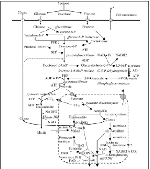Gambar 7. Skema reaksi metabolik dalam produksi asam sitrat  (Sumber: Pagianni, 2007)s 