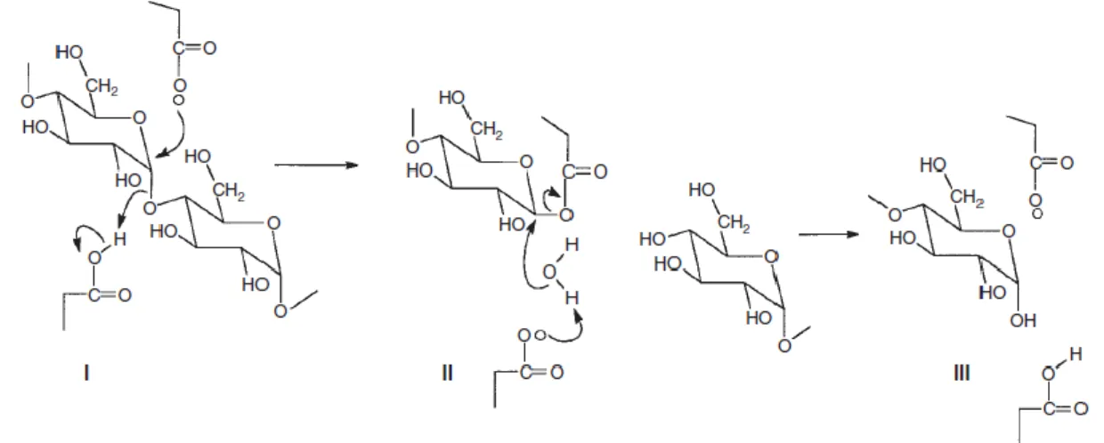 Gambar 2. Mekanisme SN 2  pemutusan ikatan α-1,4-glikosidik oleh enzim α-amilase [8] 