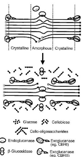 Gambar 1. Skema hidrolisis enzimatik selulosa [21] 