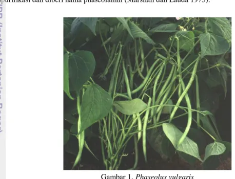 Gambar 1. Phaseolus vulgaris 