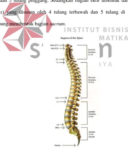 Gambar 2.1   Struktur tulang belakang manusia. (PT. Theramindo Jaya,2008) 