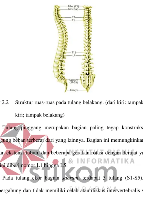 Gambar 2.2   Struktur ruas-ruas pada tulang belakang. (dari kiri: tampak samping  kiri; tampak belakang) 
