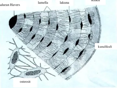 Gambar 4.5  Osteosit dan sistem Havers dari tulang (Sumber : Junquera and  Carneiro, 1980)