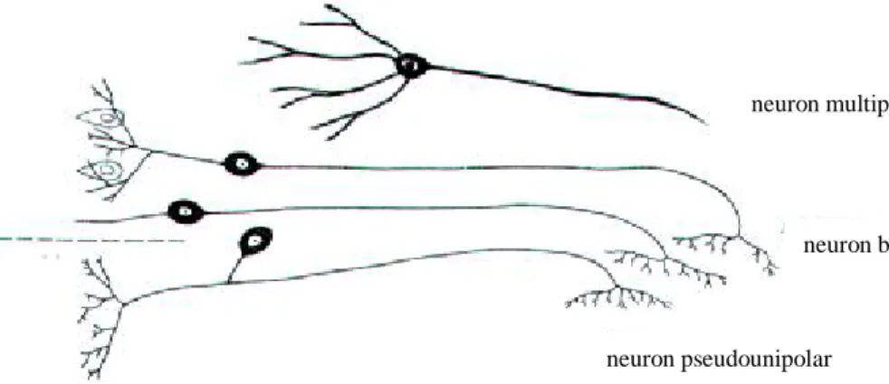 Gambar 4.7   Neuron multipolar, bipolar dan pseudounipolar(Sumber : Junquera and  Carneiro, 1980)
