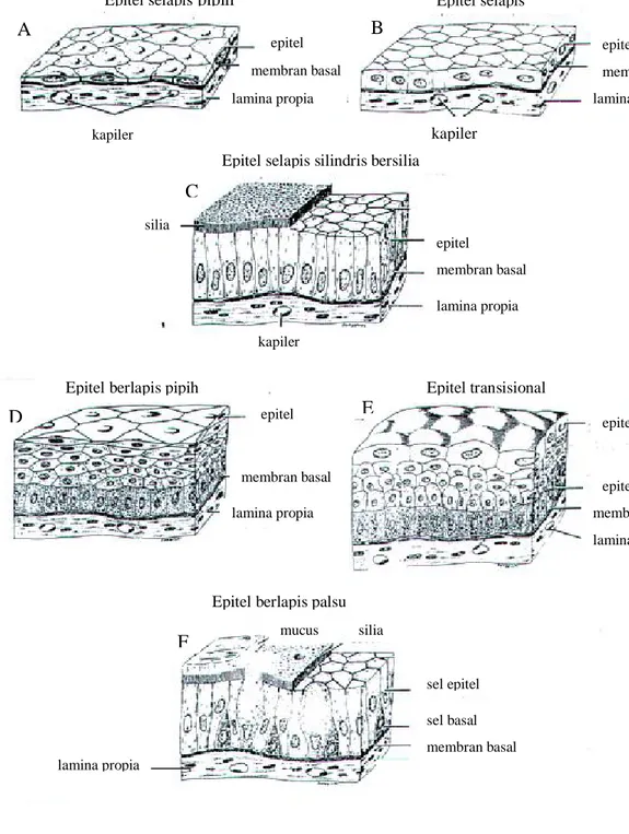 Gambar 4.2  Macam-macam jaringan epitel;  A,B, dan C merupakan jenis  epitel selapis  dan D, E, dan F epitel berlapis (Sumber:  Junquera and Carneiro, 1980) 