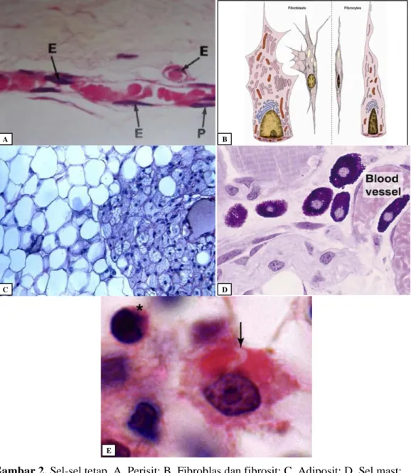 Gambar 2. Sel-sel tetap. A, Perisit; B, Fibroblas dan fibrosit; C, Adiposit; D, Sel mast;  
