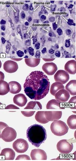 Gambar 3. Sel-sel bebas. A, Sel plasma; B, Neutrofil; C, Eosinofil; D, Basofil;  