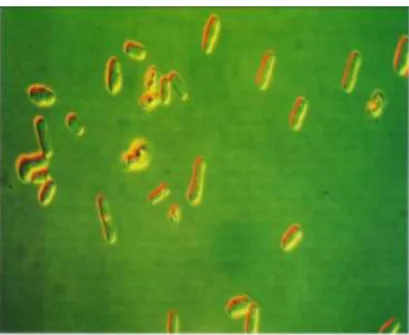 Gambar 2.3 Mikroba Saccharomyces cerevisiae [27] 