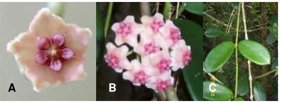 Gambar 1. H. diversifolia  Bl.; A. Individu bunga ; B. Bunga majemuk berbentuk umbell; C