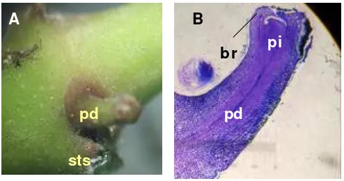 Gambar 4. A. Morfologi buku H. diversifolia  Bl. pada fase inisiasi: peduncle (pd), stipule scars (sts)