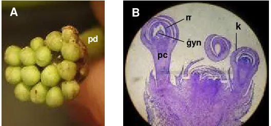 Gambar 5. A. Morfologi bunga H. diversifolia Bl. pada fase inisiasi lanjut: peduncle (pd), stipule (st)