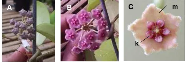 Gambar 7. Morfologi bunga H. diversifolia Bl. pada fase pendewasaan bagian bunga (A) dan pada fase anthesis  (B) bunga majemuk dan (C) individu bunga: mahkota (m) dan korona (k)