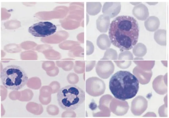 Gambar 2.4. (a) Neutrofil, (b) Eosinofil, (c) Basofil, (d) Monosit pada apusan darah  tepi