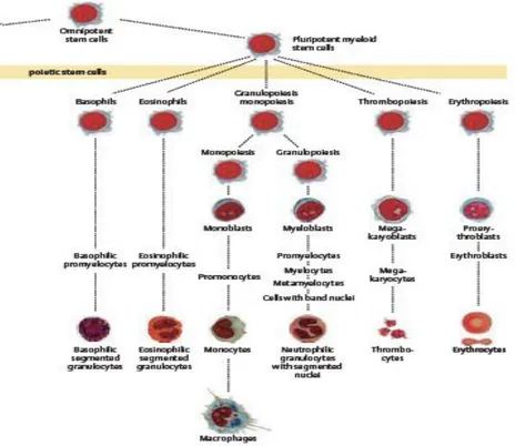 Gambar  2.2.  Asal  dan  tahap  diferensiasi  sel  darah.  Sumber  :  Theml,  Diem,  dan  Haferlach,  2004
