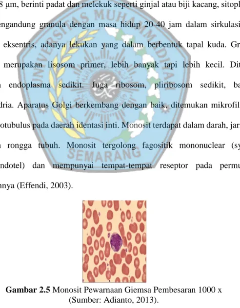 Gambar 2.5 Monosit Pewarnaan Giemsa Pembesaran 1000 x  (Sumber: Adianto, 2013). 