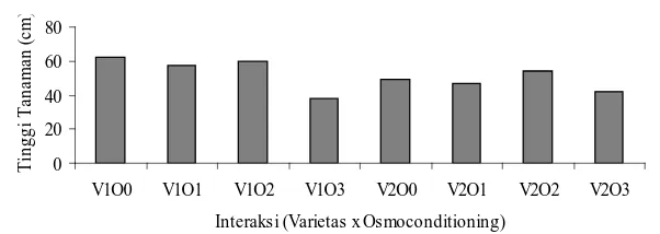tabel 22. Tabel 22. Rataan Tinggi Tanaman (cm) 6 MST pada Perlakuan Cekaman Salinitas Garam NaCl dan Osmoconditioning 