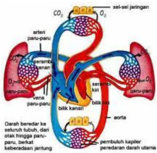 Gambar 5. Sirkulasi darah 
